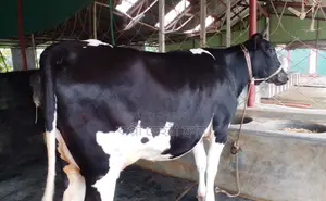Cow No. 1448 for Sale.