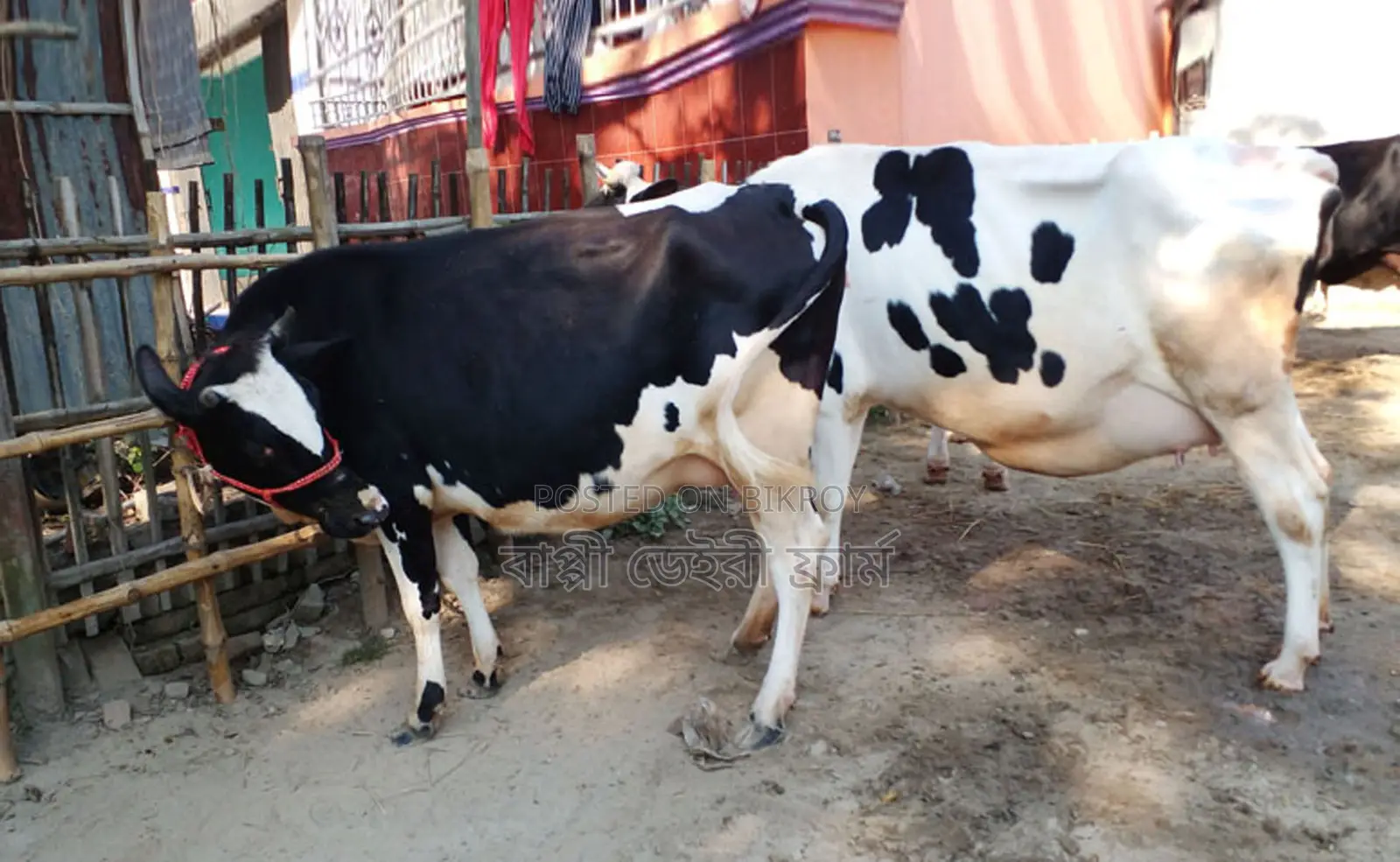 2 Cows No. 1449 for Sale.