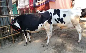 ১৪৪৯ নং ২টি গাভী গরু বিক্রয় হবে ।