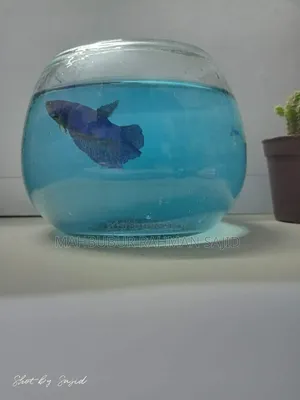 ফাইটার ফিশ (সিয়ামিজ বেট্টা)