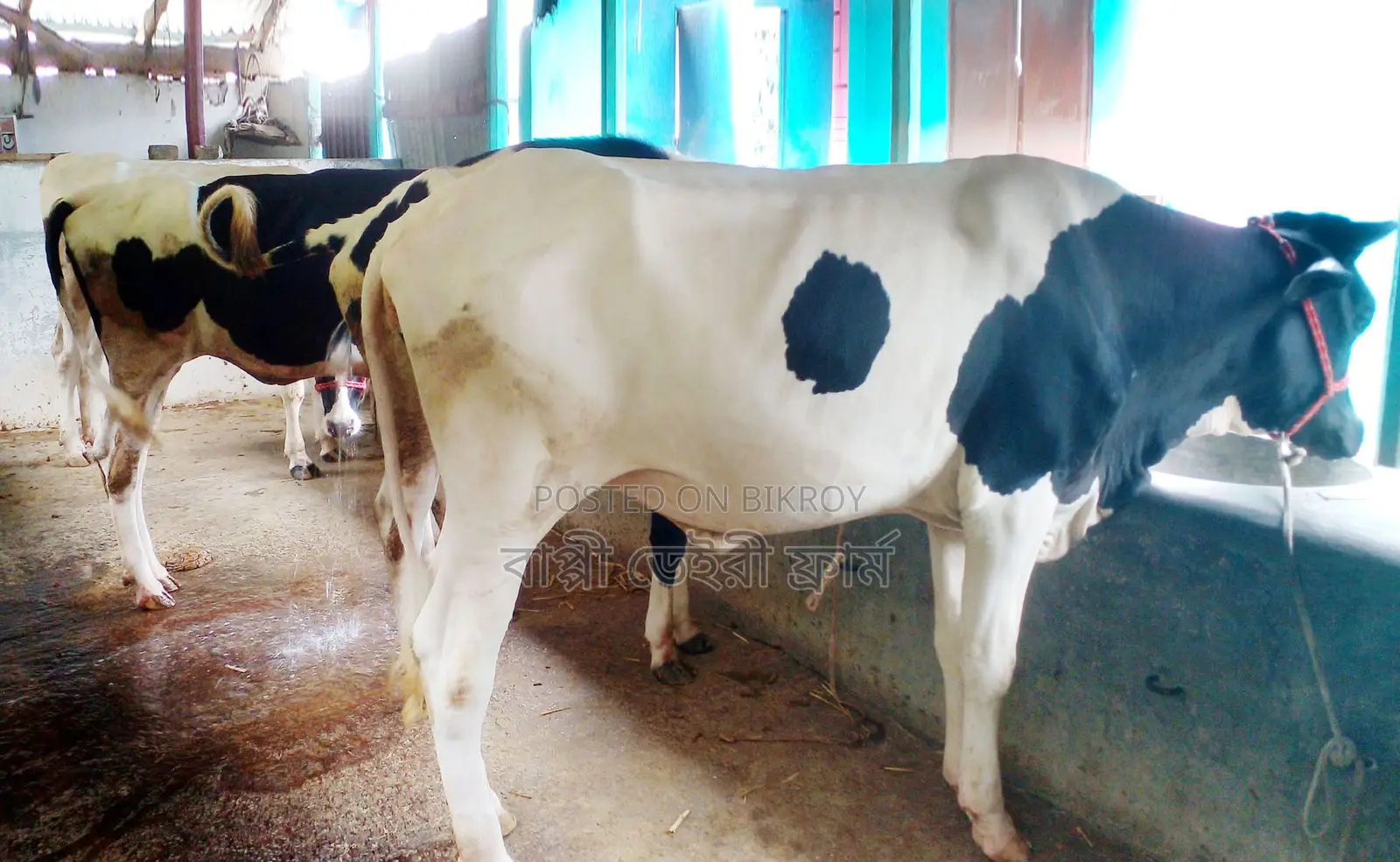 4 Improved Breed Heifers for Sale, No. 1450.