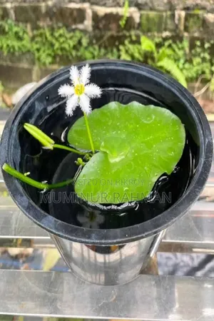 অ্যাকুরিয়ামের গাছ - Snowflake Lily