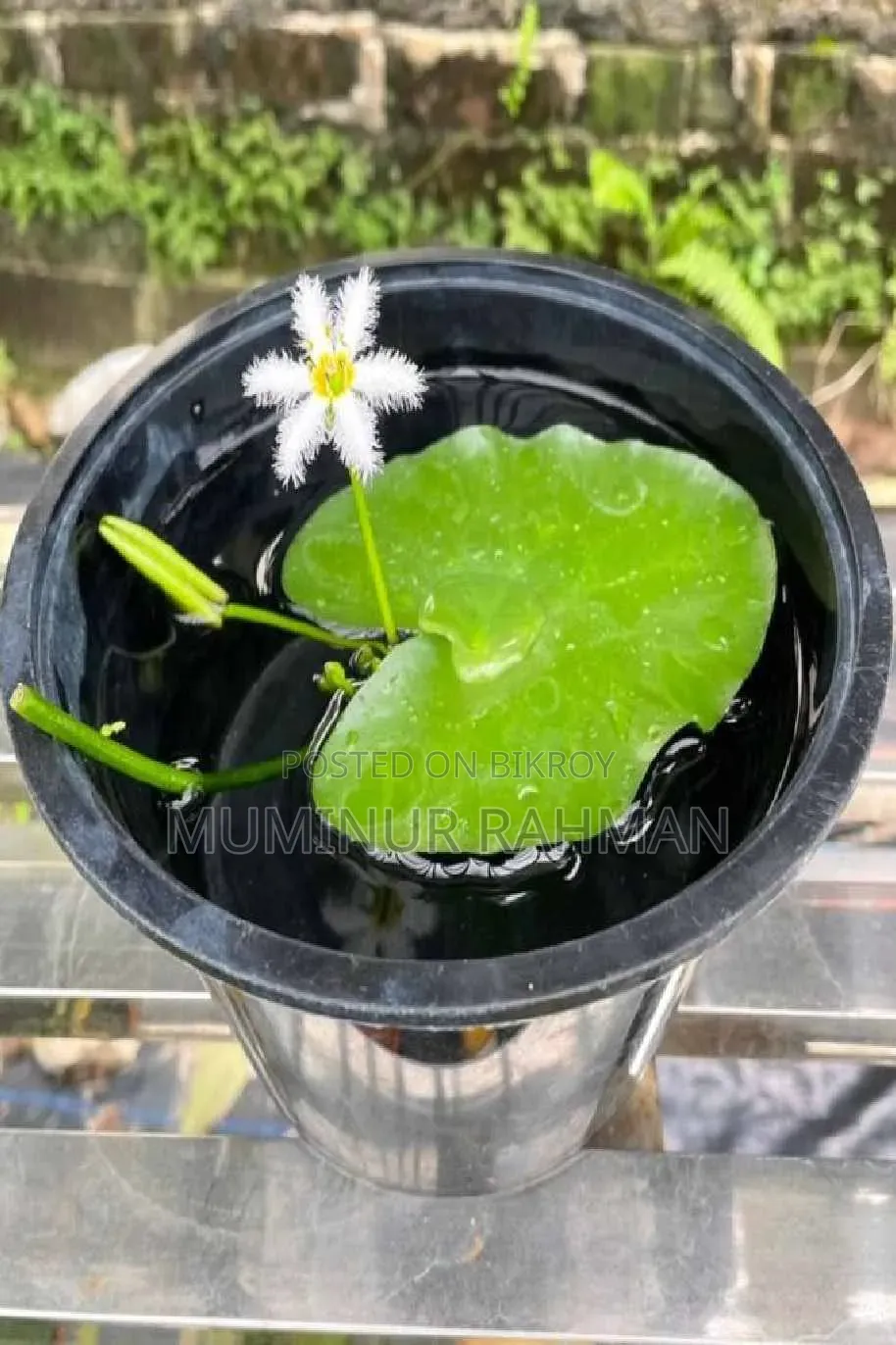 অ্যাকুরিয়ামের গাছ - Snowflake Lily