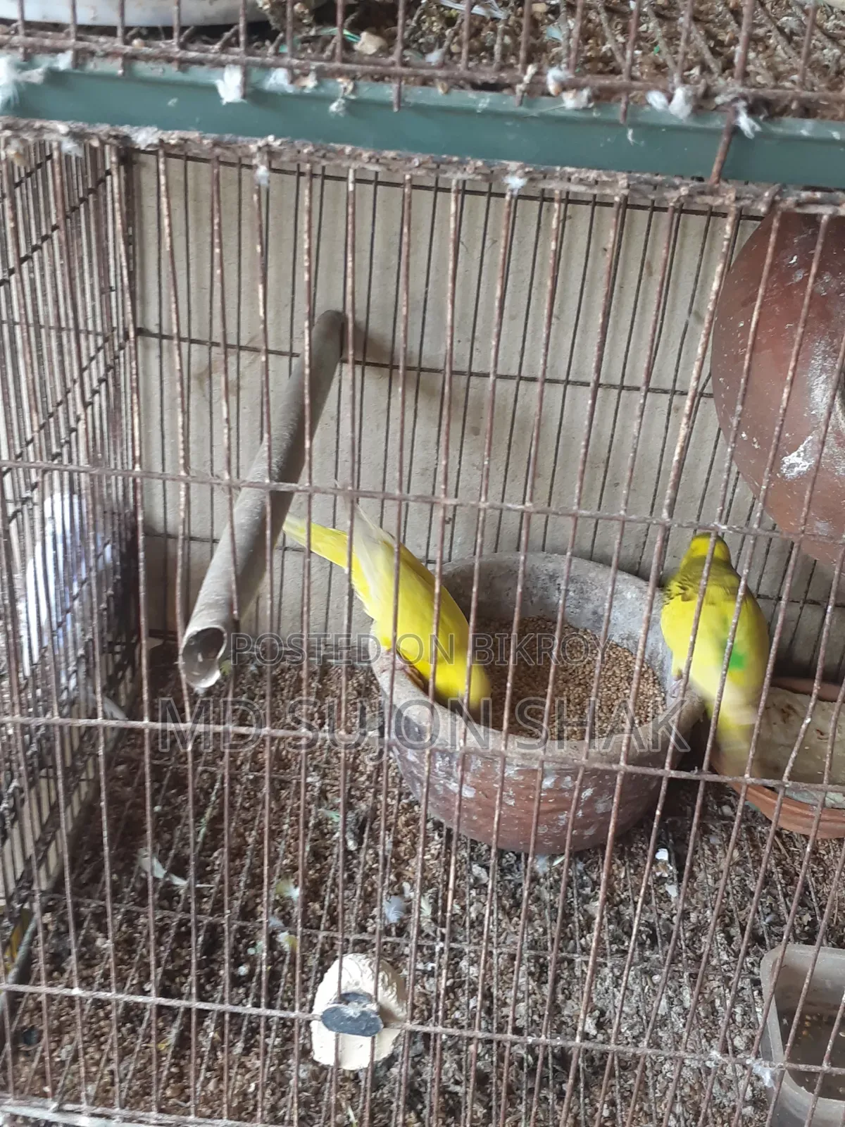 Budgerigar egg-laying and adult very good breed birds