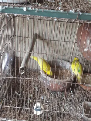 Budgerigar egg-laying and adult very good breed birds