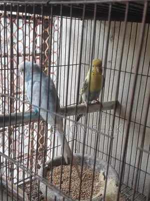 Budgerigar egg-laying and adult very good breed birds