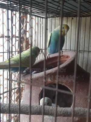Budgerigar egg-laying and adult very good breed birds