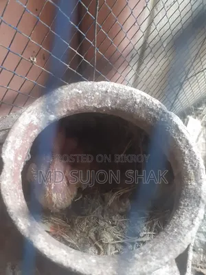 Budgerigar egg-laying and adult very good breed birds