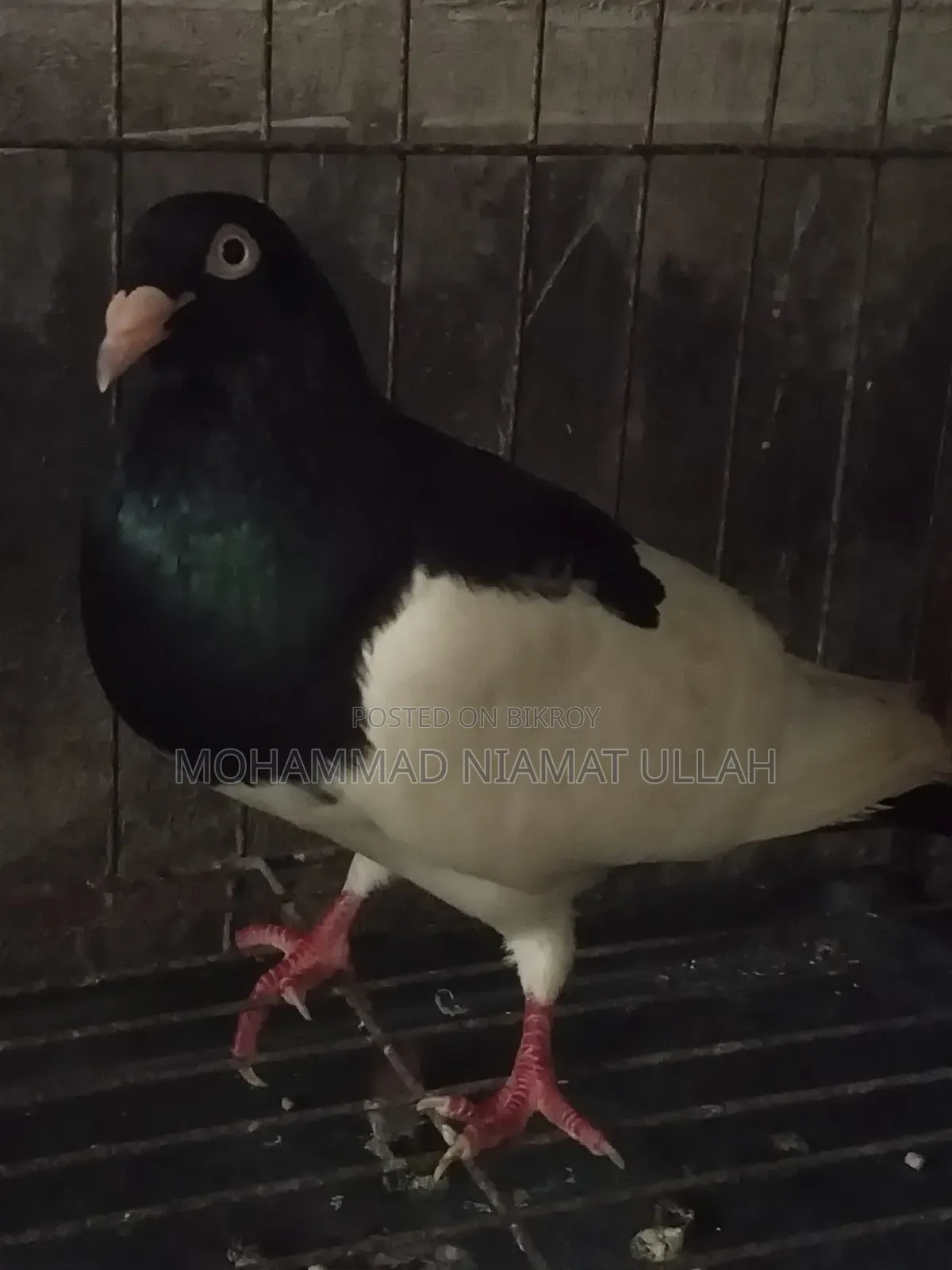 Black Magpie Cock