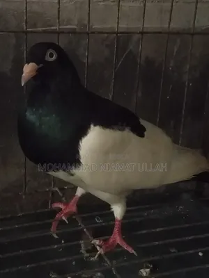 Black Magpie Cock