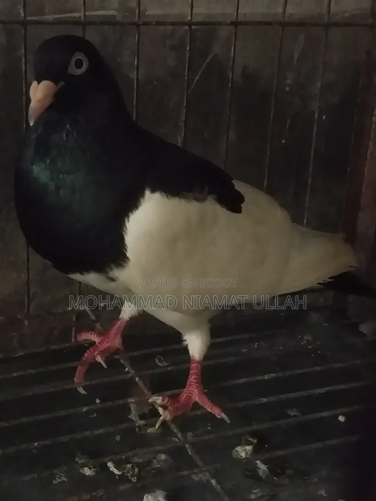 Black Magpie Cock