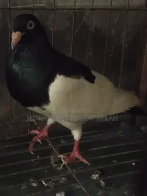 Black Magpie Cock