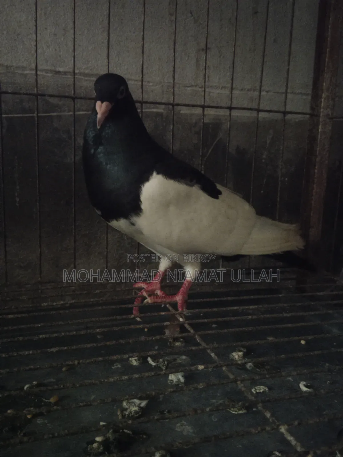 Black Magpie Cock