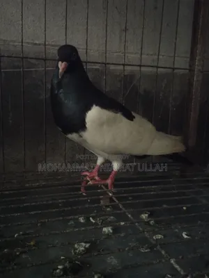 Black Magpie Cock