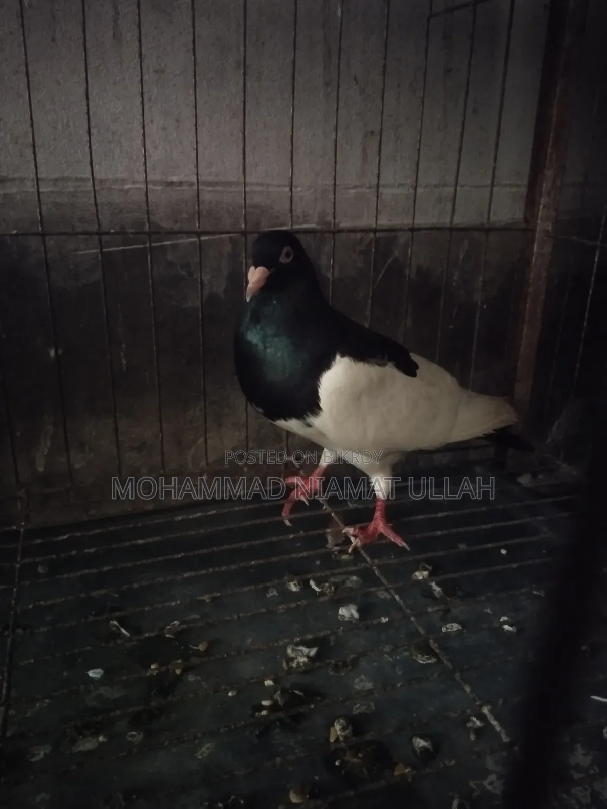 Black Magpie Cock