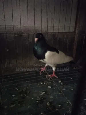 Black Magpie Cock