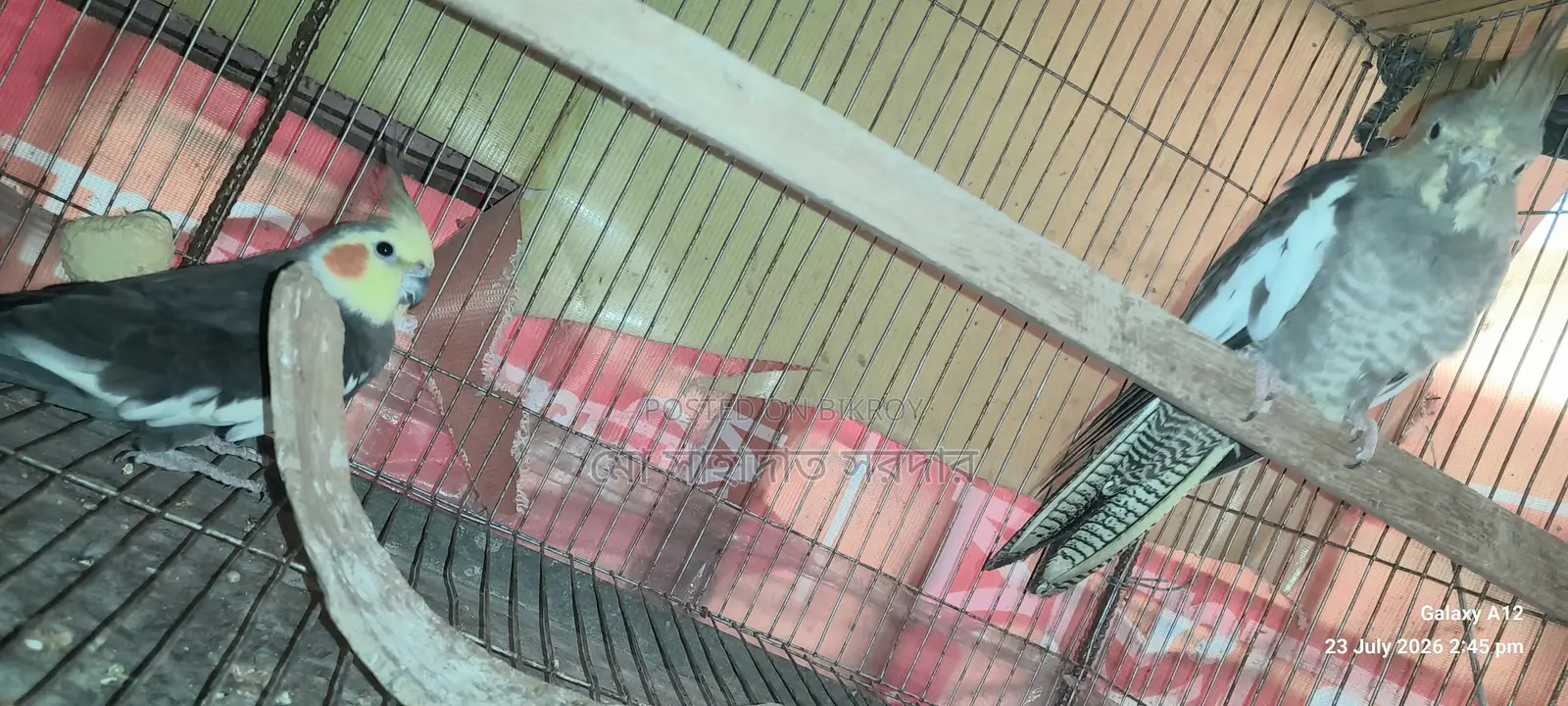 Running Cockatiel for Sale