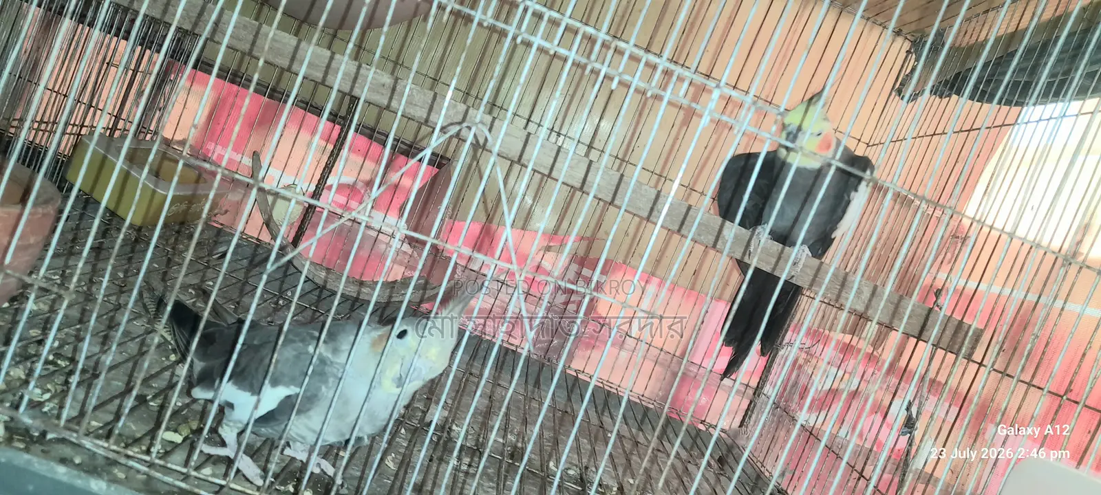 Running Cockatiel for Sale
