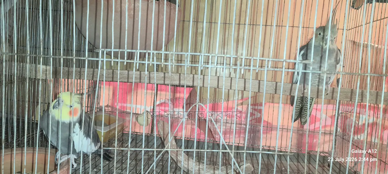 Running Cockatiel for Sale