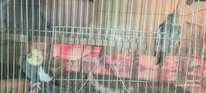 Running Cockatiel for Sale