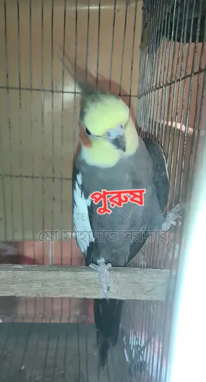 Running Cockatiel for Sale