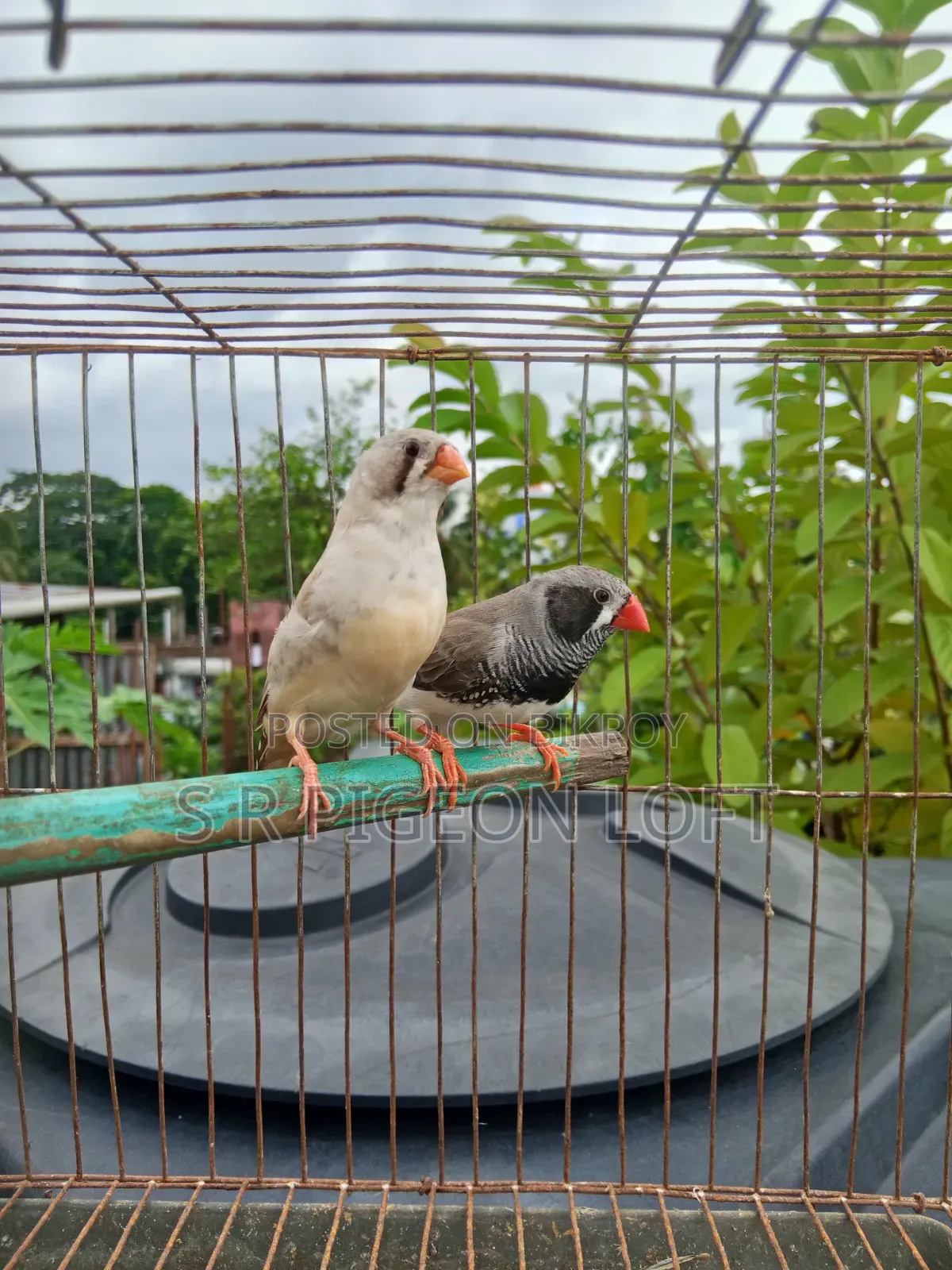 Running Black Face Zebra Finch
