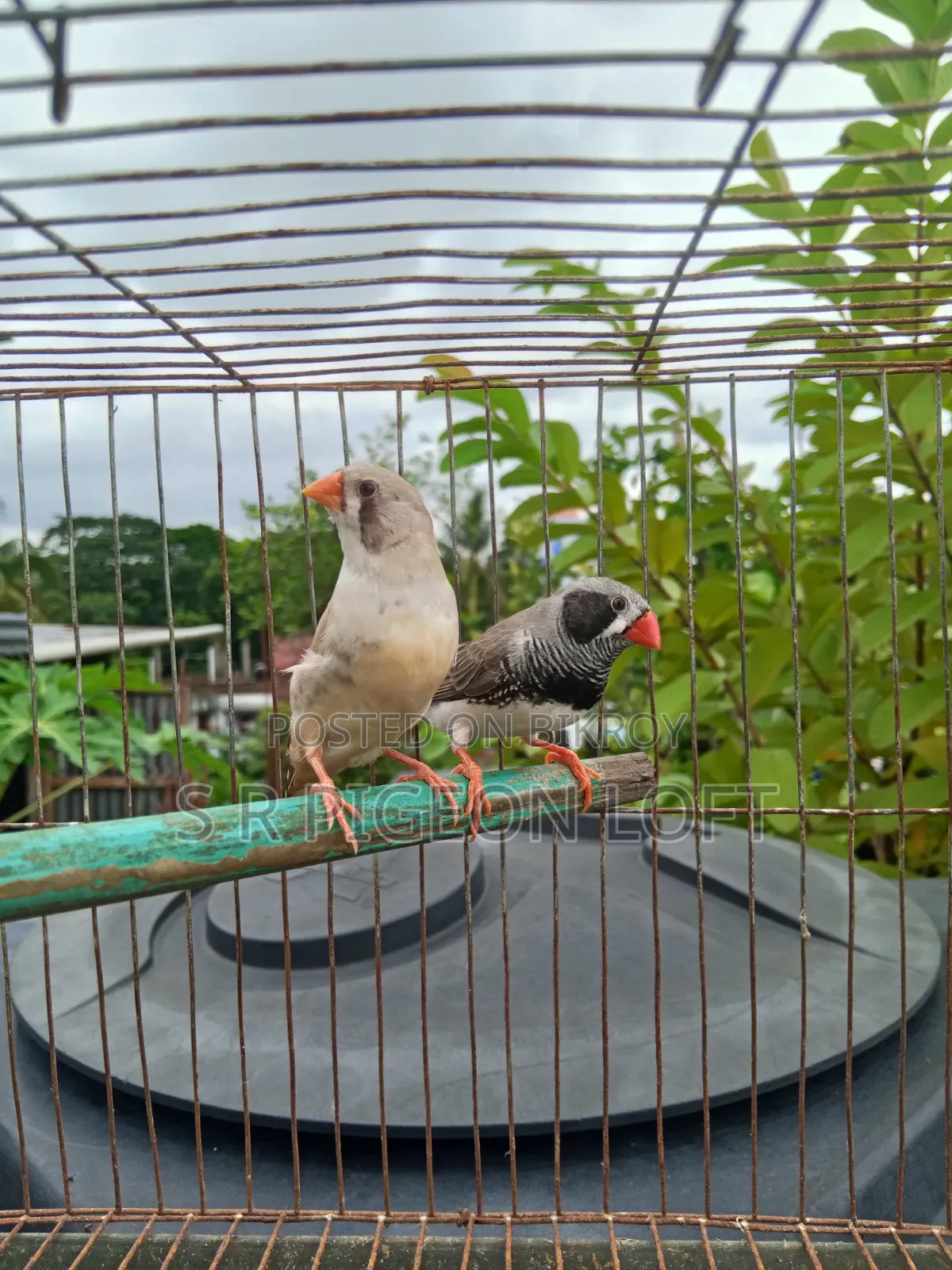 Running Black Face Zebra Finch