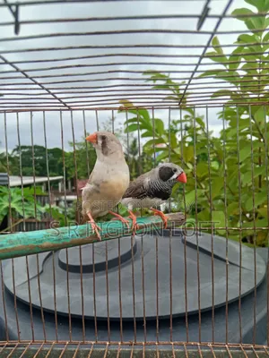 Running Black Face Zebra Finch