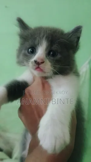 1-3 Months Male Mixed Breed Persian