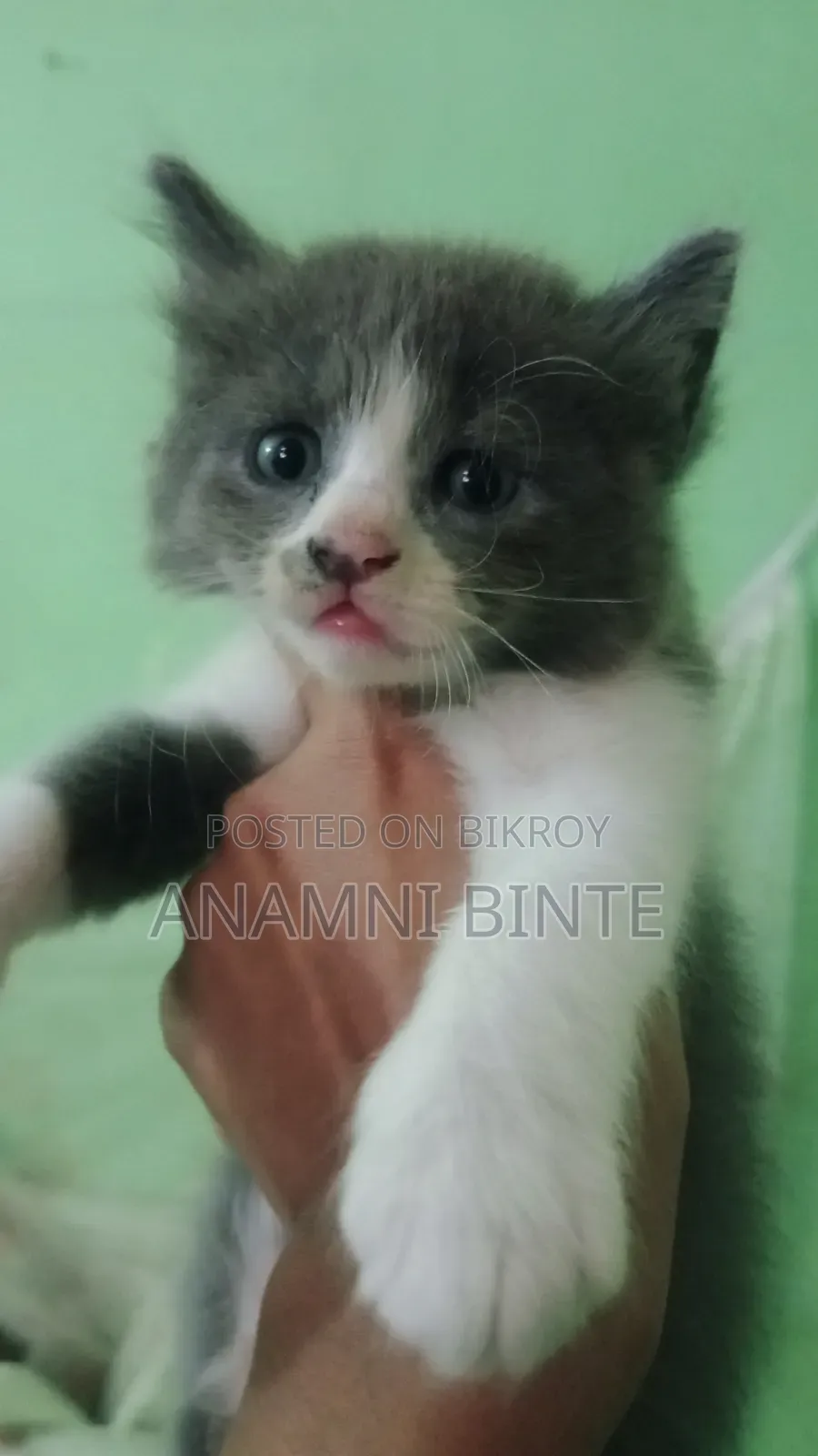 1-3 Months Male Mixed Breed Persian