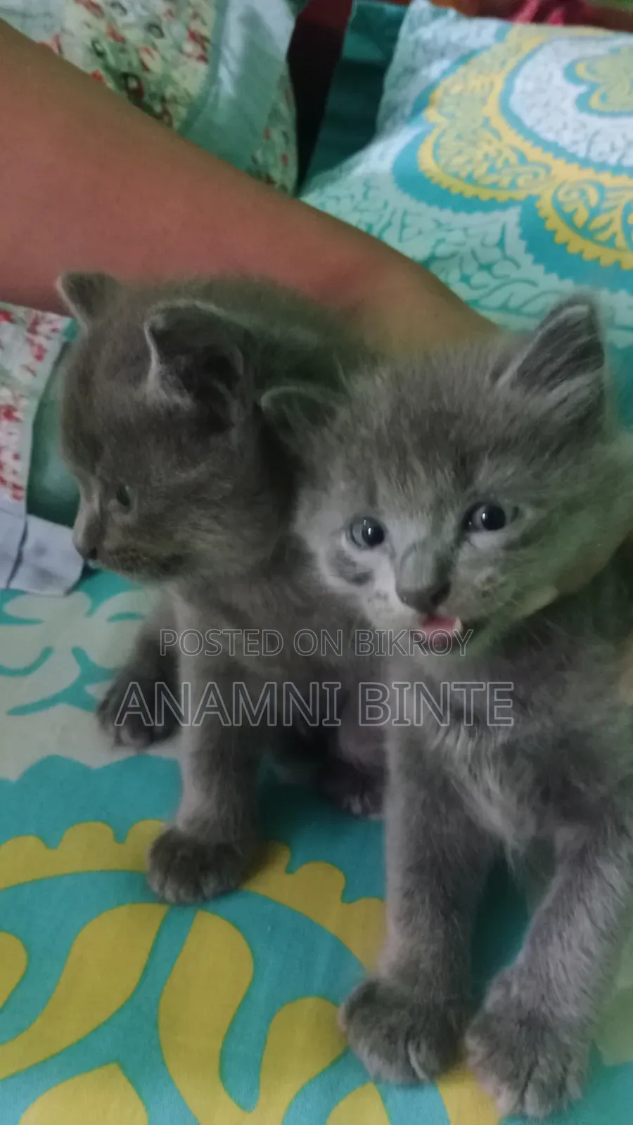 1-3 Months Male Mixed Breed Persian