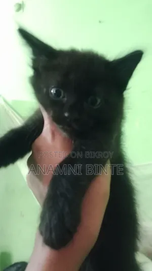 1-3 Months Male Mixed Breed Persian