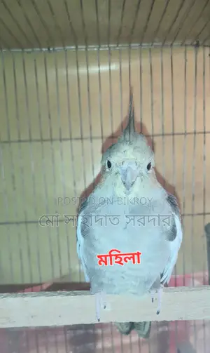Running Cockatiel for Sale
