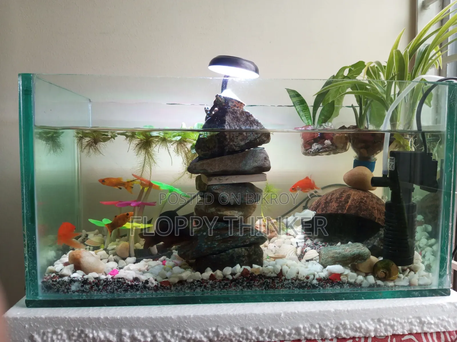 8mm Aquarium Full Setup