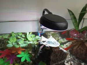 8mm Aquarium Full Setup