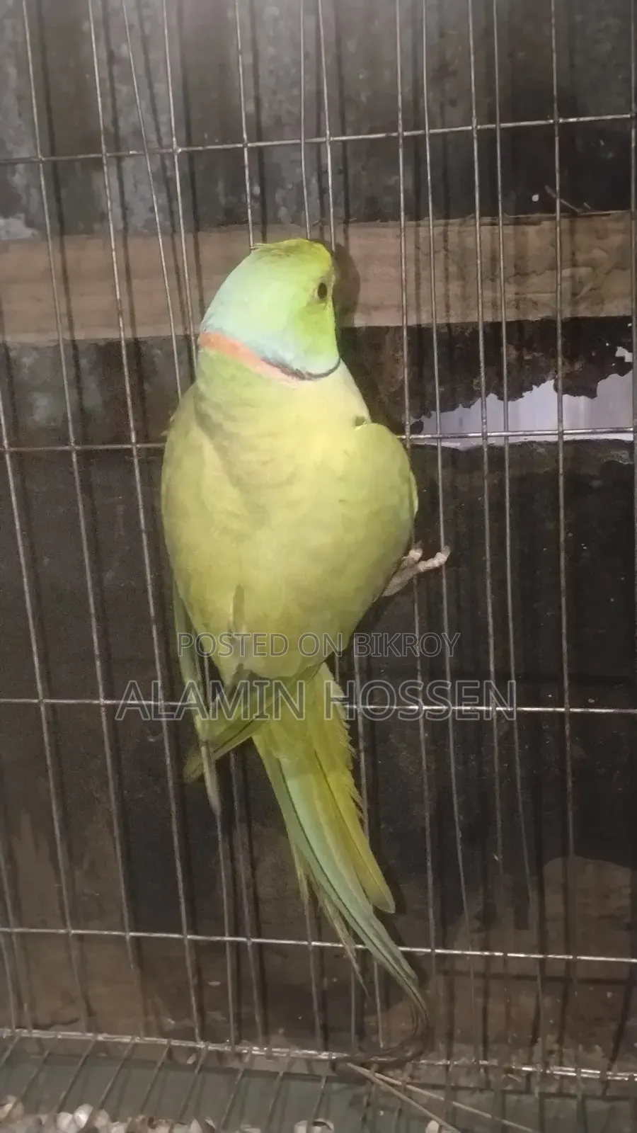 Adult Ringneck Parrot