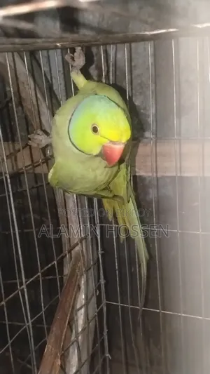 Adult Ringneck Parrot