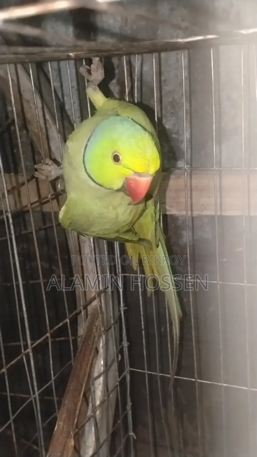 Adult Ringneck Parrot