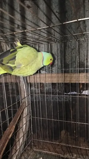 Adult Ringneck Parrot