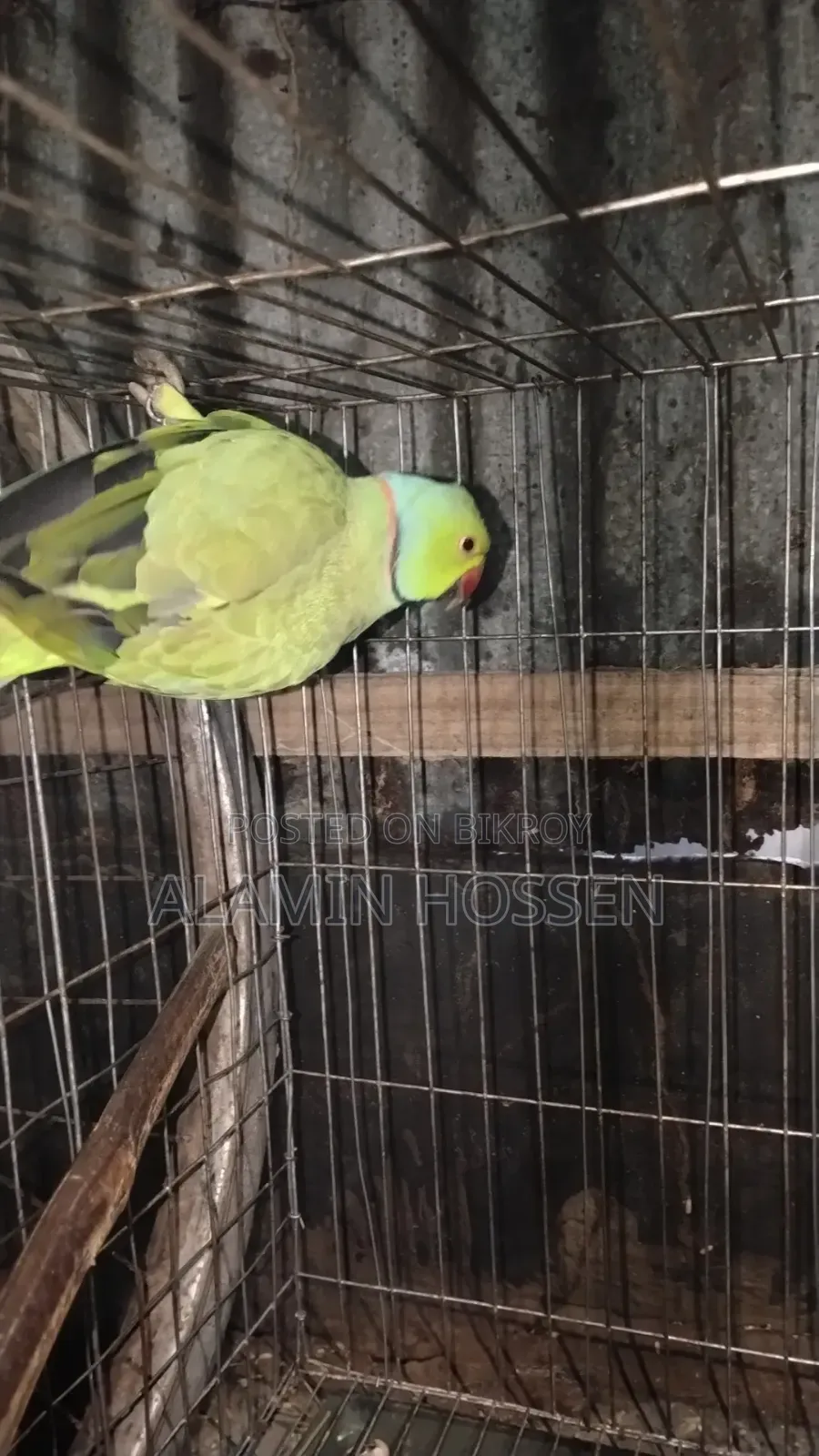 Adult Ringneck Parrot