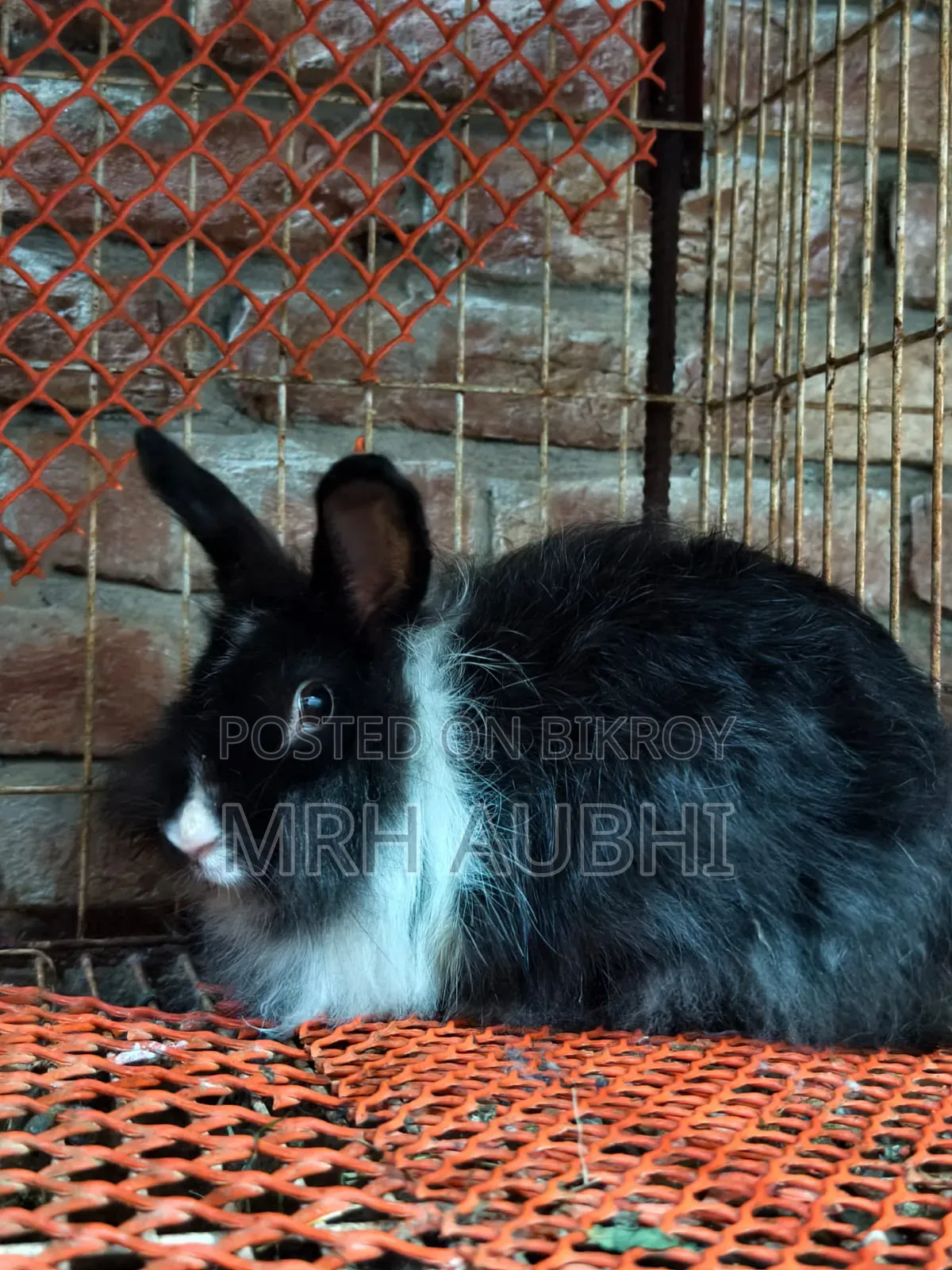 Fancy Rabbit