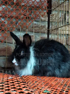Fancy Rabbit