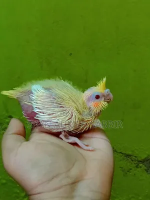 Lutino Peachface Tame Size Baby