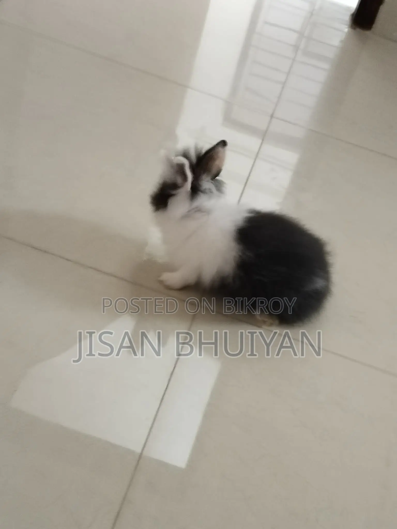Angora Rabbit