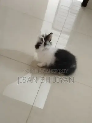 Angora Rabbit