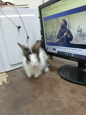 Angora Rabbit