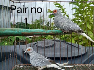 Silver Diamond Dove