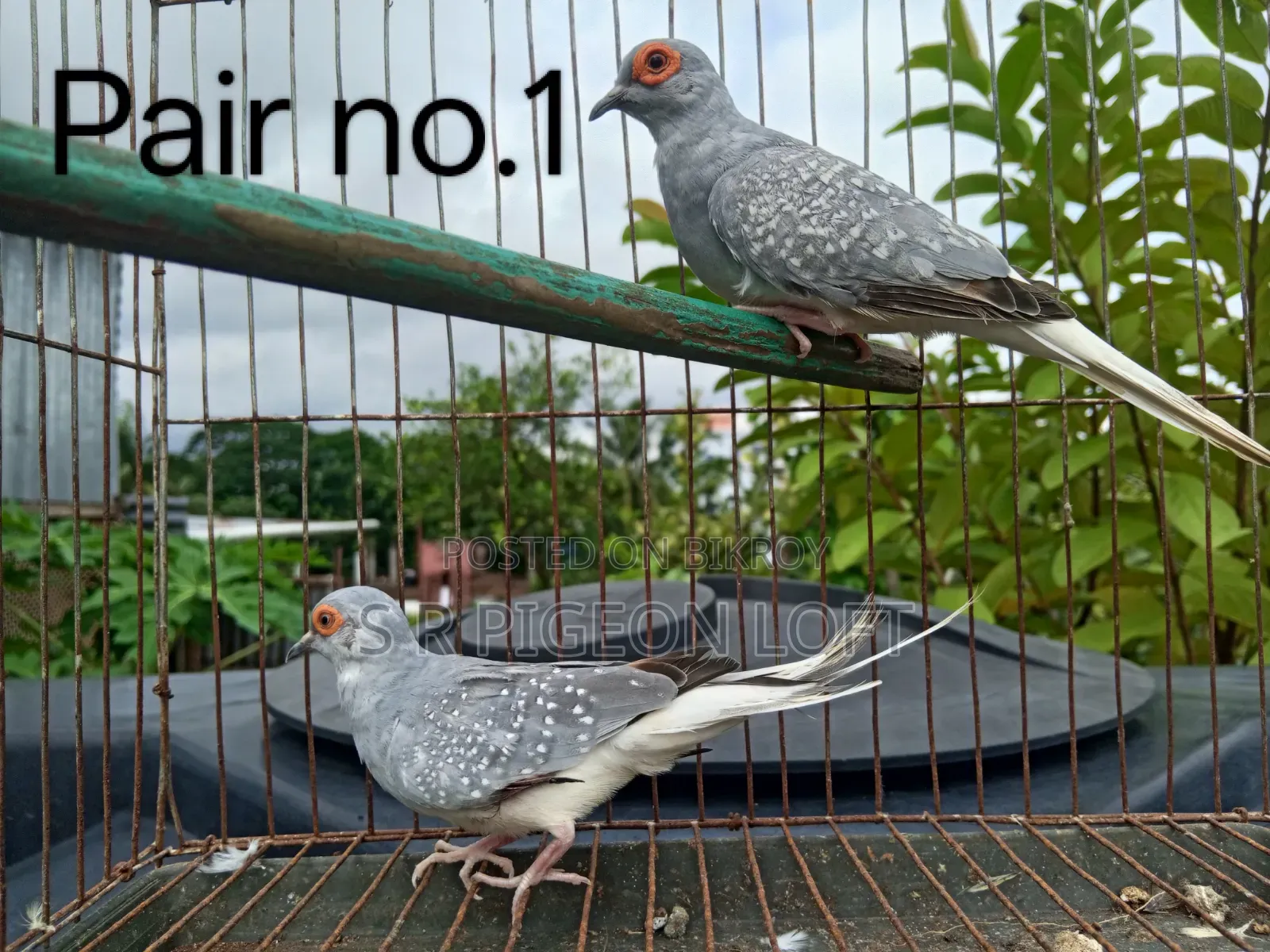 Silver Diamond Dove
