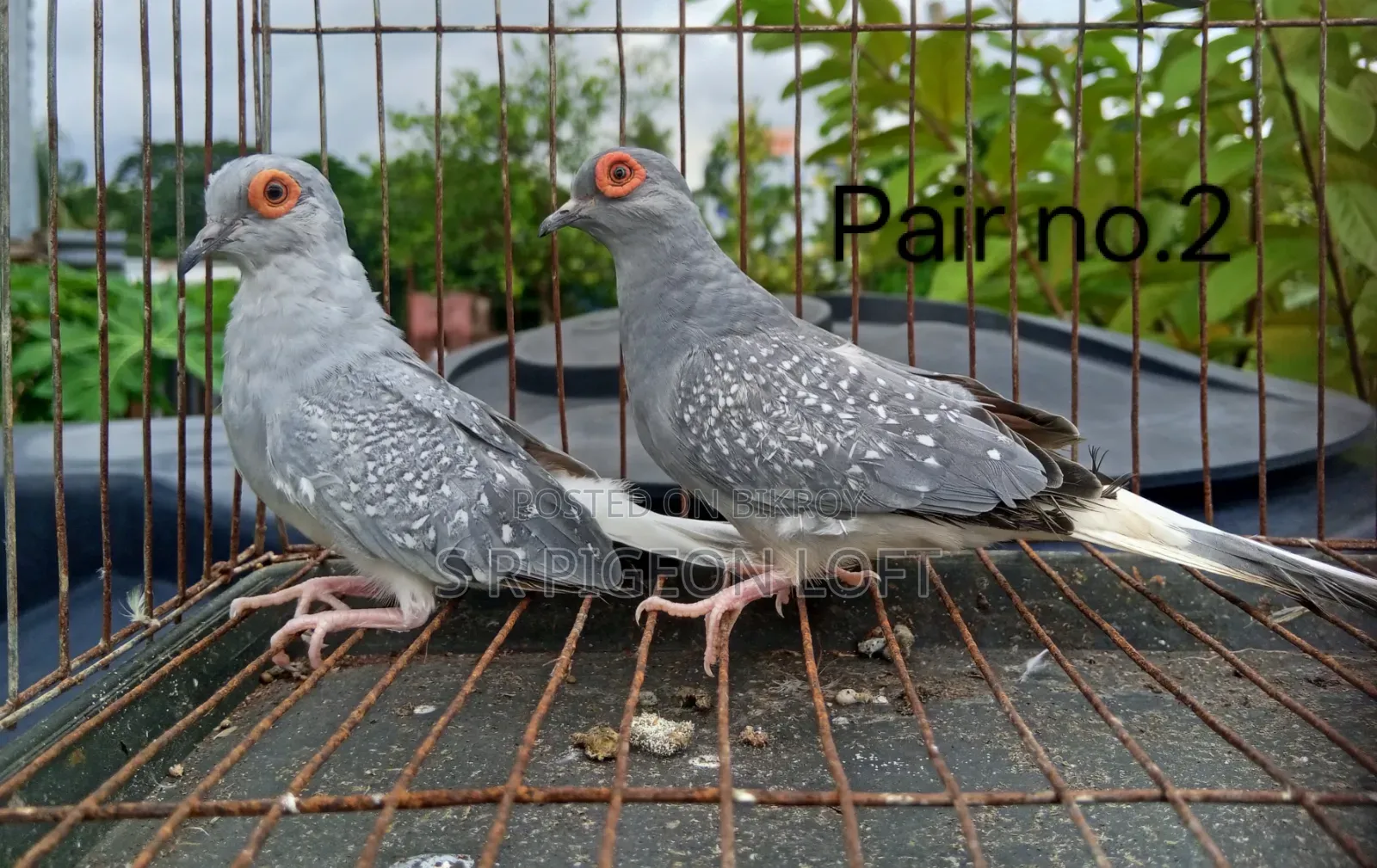 Silver Diamond Dove