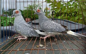 Silver Diamond Dove